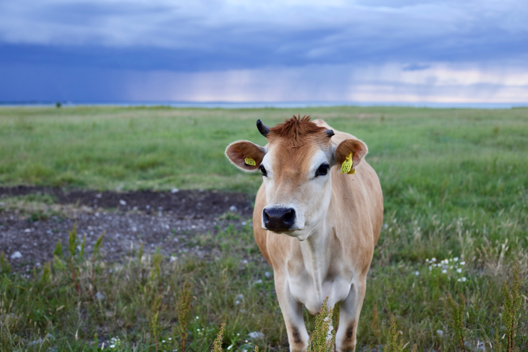 Selective Focus of Cow Photo