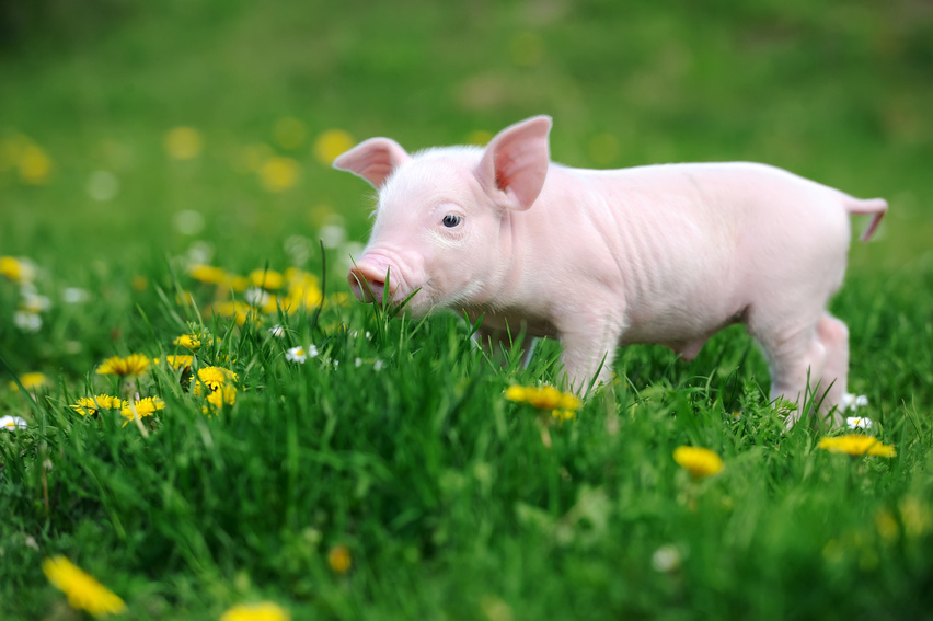 Young pig in grass