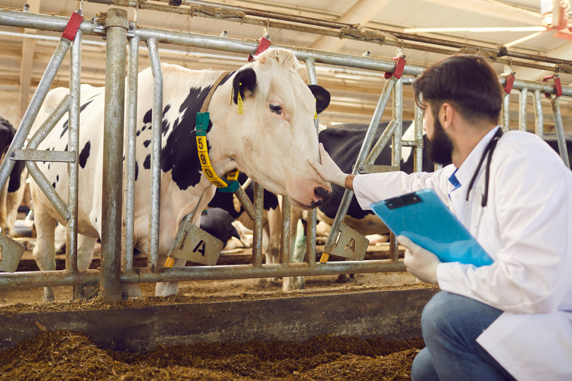 Farmer or Veterinarian Sitting and Touching Cows Nose